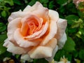 Unique, delicate, large, fully petalled Apricot-yellow rose variety `Apricot nectar` - flowers are mauve, deep violet with velve