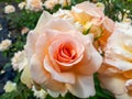 Unique, delicate, large, fully petalled Apricot-yellow rose variety `Apricot nectar` - flowers are mauve, deep violet with velve