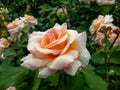 Unique, delicate, large, fully petalled Apricot-yellow rose variety `Apricot nectar` - flowers are mauve, deep violet with velve