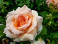 Unique, delicate, large, fully petalled Apricot-yellow rose variety `Apricot nectar` - flowers are mauve, deep violet with velve