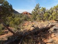 Along Courthouse Butte trail, Sedona, Arizona