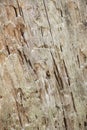 Unique Disintegrating Wood Texture