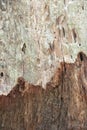 Unique Disintegrating Wood Texture