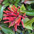 Unique droughttolerant plant with red Royalty Free Stock Photo