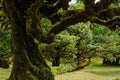 Unique and enchanting Fanal Forest, Madeira, Portugal