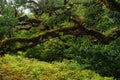 Unique and enchanting Fanal Forest, Madeira, Portugal