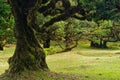 Unique and enchanting Fanal Forest, Madeira, Portugal