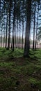 Unique, enchanting greenery of the forest in the morning