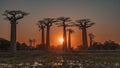 A unique famous Alley of baobabs at sunset.