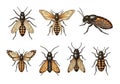 Unique features, emphasizing diversity within insect morpholog Royalty Free Stock Photo