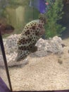 Unique fish in tank