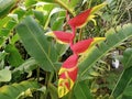 A unique flower in Indonesia