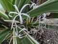 The flower from a plant with the scientific name Hymenocallis littoralis or spider lily Royalty Free Stock Photo