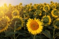 Unique flower on the sunflowers field