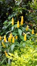 Unique flower in valley of shillong