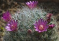 Unique flowers on a cactus shoot by the macro lens