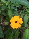 unique flowers grow in the grass below