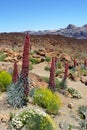 Unique flowers in Tenerife