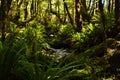 Silver fern forest with native endemic trees, Fjordland, New Zealand