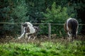 A herd of horses of a baby mare. Friesian horse with long mane walking free in the meadow