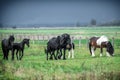 A herd of horses of a baby mare. Friesian horse with long mane walking free in the meadow