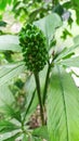 A unique fruit grown in hills of Manipur