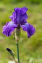 Beautiful garden and Iris Lilly  the Giardino delll`Iris in Florence Italy Royalty Free Stock Photo