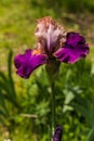 Beautiful garden and Iris Lilly  the Giardino delll`Iris in Florence Italy Royalty Free Stock Photo