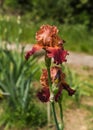 Beautiful garden and Iris Lilly  the Giardino delll`Iris in Florence Italy Royalty Free Stock Photo