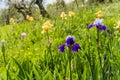 Beautiful garden and Iris Lilly  the Giardino delll`Iris in Florence Italy Royalty Free Stock Photo