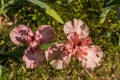 Beautiful garden and Iris Lilly  the Giardino delll`Iris in Florence Italy Royalty Free Stock Photo