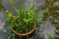 Beautiful plant in a pond at the Giardino delll`Iris in Florence Italy Royalty Free Stock Photo