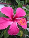 A unique glamorous pink flower of hibiscus plant