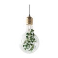 Unique Glass Bulb with Greenery Modern Home Decor Lighting Ideas On Transparent Background Royalty Free Stock Photo