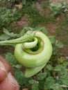 Unique green eggplant