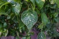 Unique green leaf with white dots. Beautiful isolated green leaf