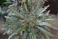 Unique green leaves of Falls Aralia `Bianca