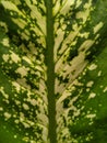 Unique green and white leaves