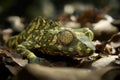 Unique green and yellow patterned frog resting among fallen leaves in a rainforest setting Royalty Free Stock Photo