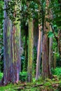 Unique grove of rainbow eucalyptus tree growing in the rain forest along the road to hana on Maui. Royalty Free Stock Photo