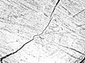 Unique grunge texture of cut wood with cracks and concentric circles Royalty Free Stock Photo