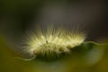 Unique Hairy Caterpillar in Little Branch