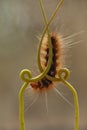 Unique Hairy Caterpillar in Little Branch