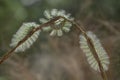 Unique Hairy Caterpillar in Little Branch