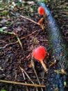 Unique hairy red mushroom