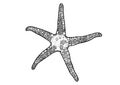 Unique Hand-drawn Starfish Vector