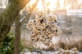 Unique homemade manual bird feeder, winter garden. The bird feeder in the shape of a star formed from different types of