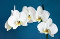 Adorable white orchid flowers with blue background Royalty Free Stock Photo