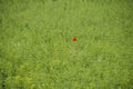 Red Common poppy isolated in green grass Royalty Free Stock Photo