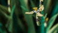 unique and interesting grass flowers